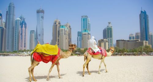 верблюды на пляже