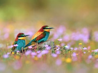 цветные птицы